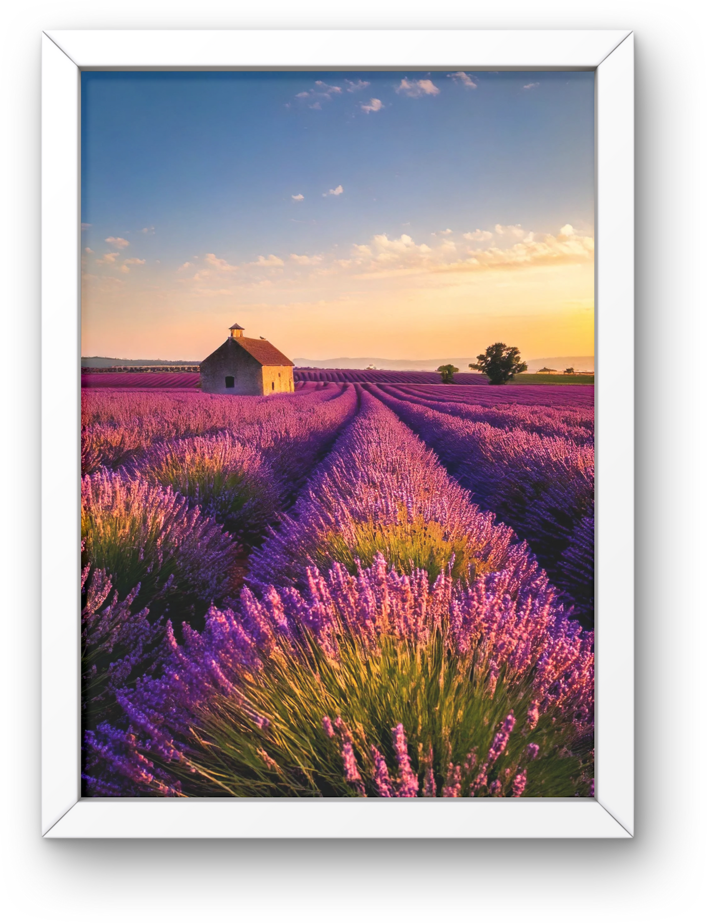 Lavender Fields at Dusk