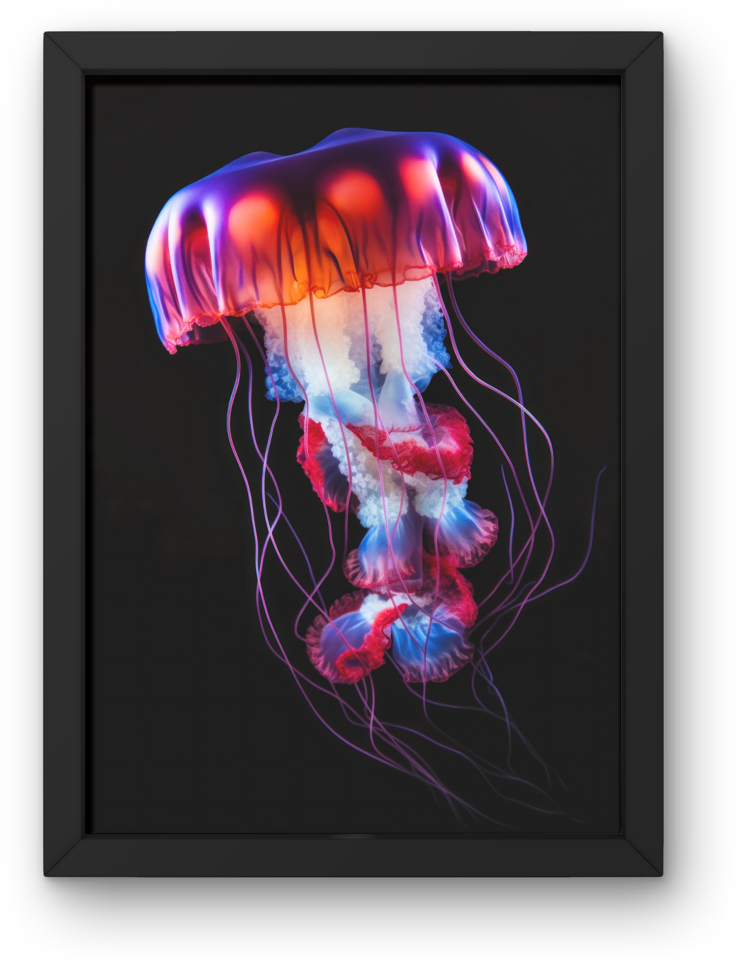 Jelly Fish
