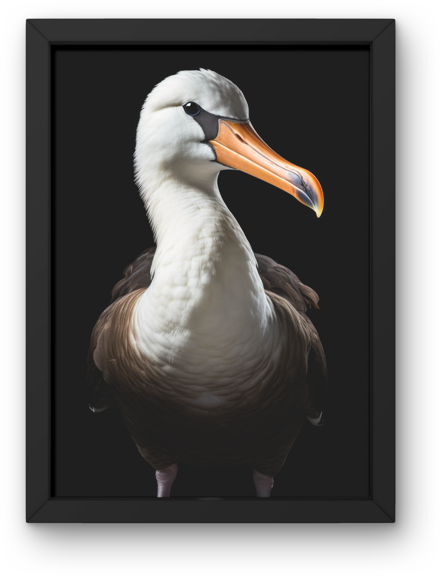 Pelican Bird