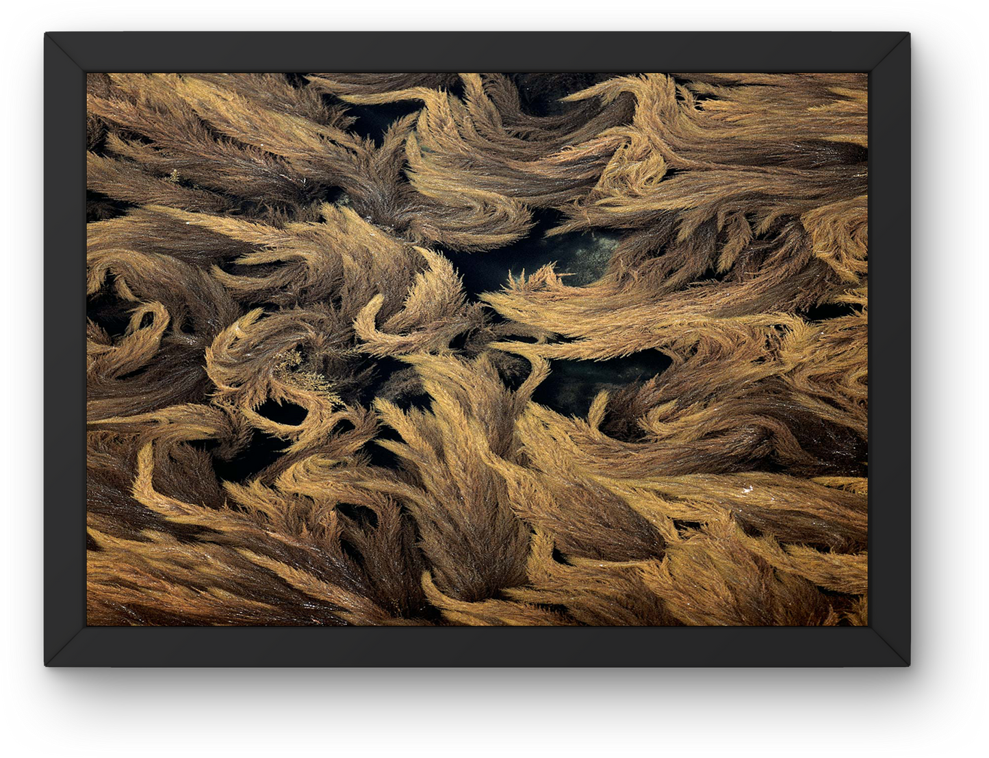 Seaweed Patterns Aerial