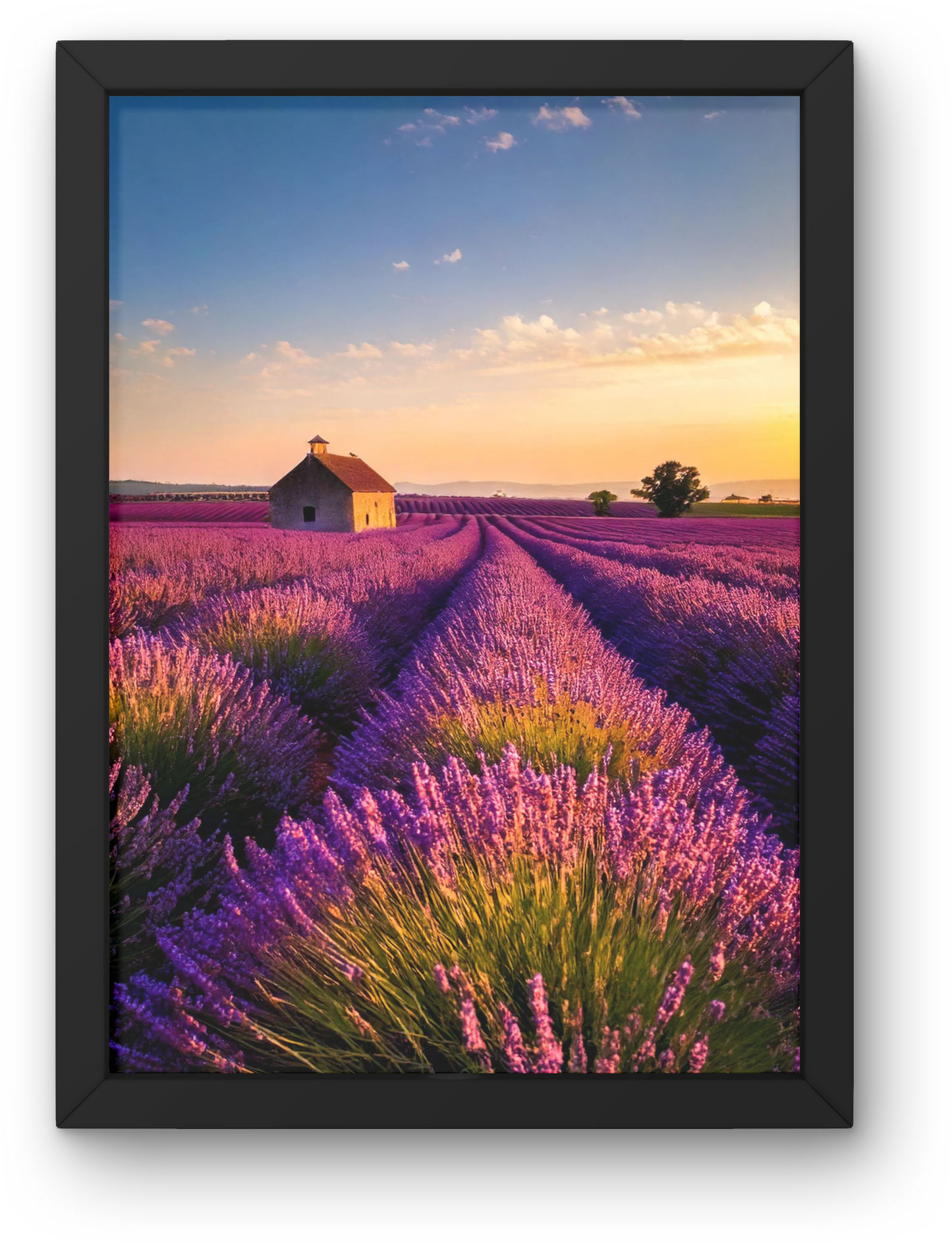 Lavender Fields at Dusk