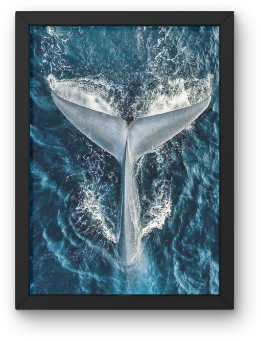 Whale