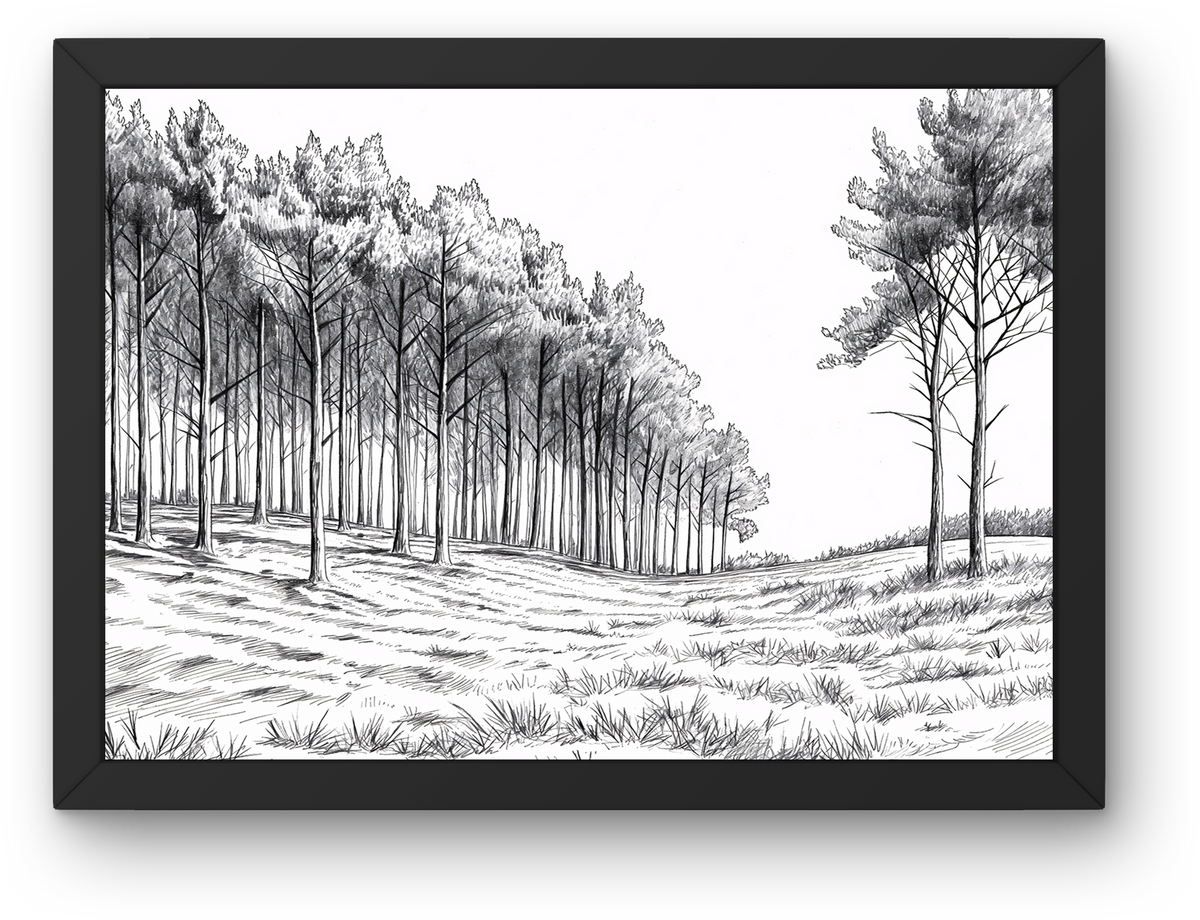 Pine Forest Sketch