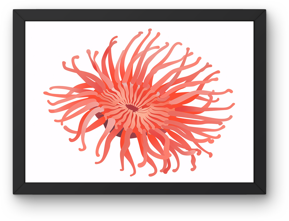 Coral Anemone