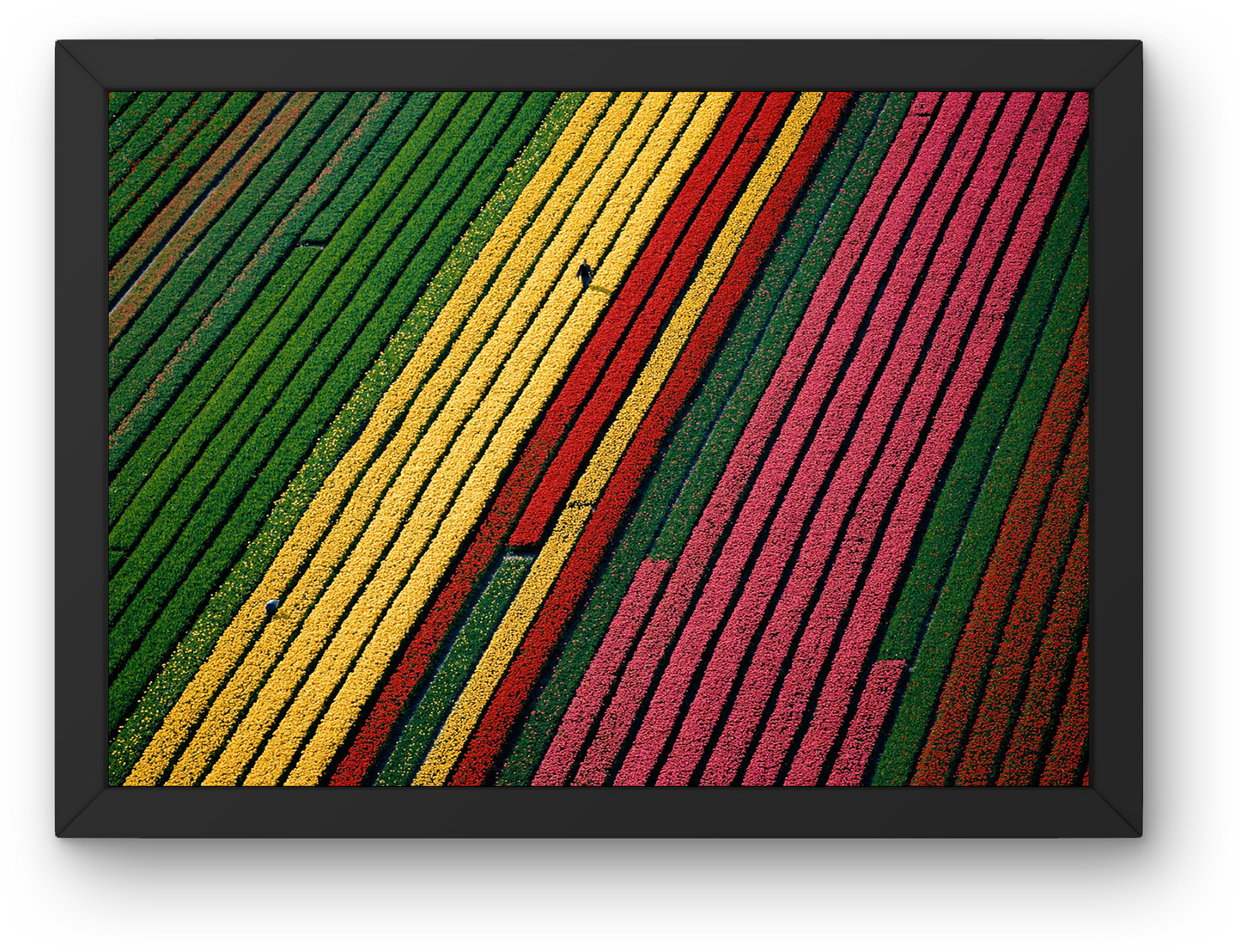 Tulip Fields Netherlands